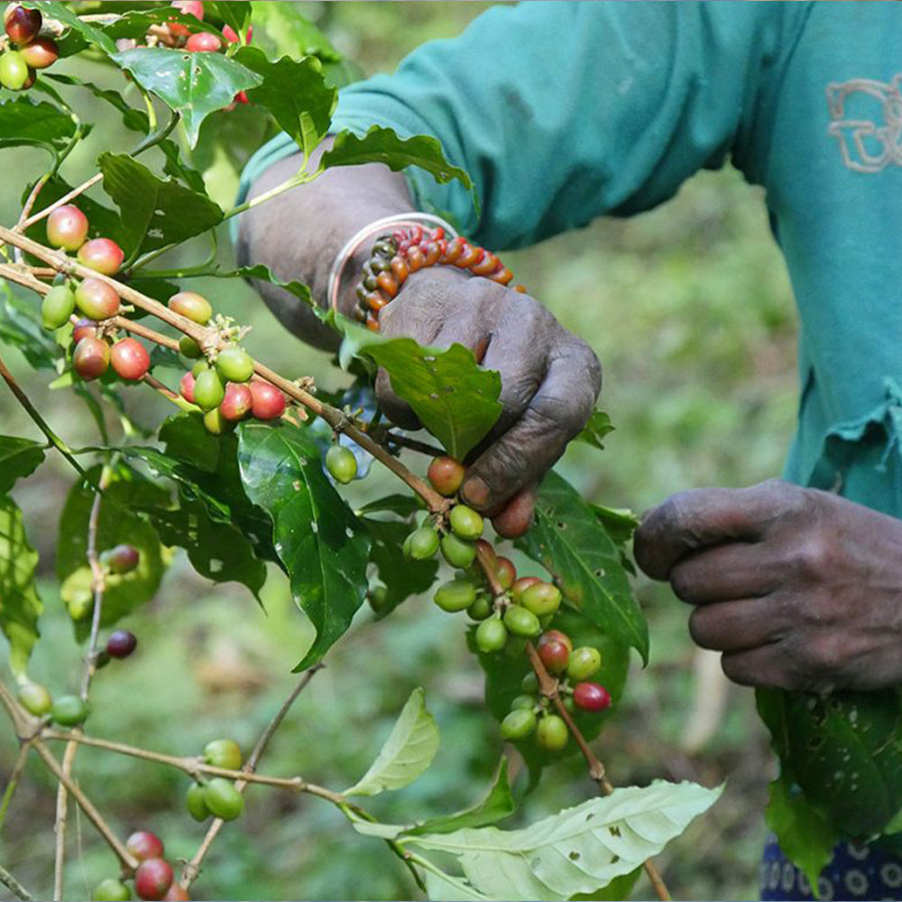 Kávékóstoló készlet limitált (20x10)