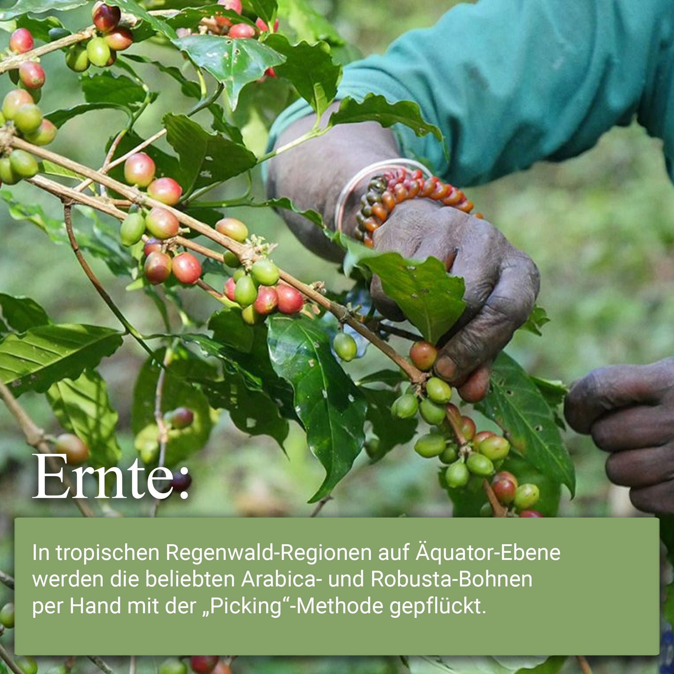 Kaffee ORIGIN VIRGIN FOREST BUGINDA - 10 Kapseln